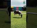 Meet our horse family