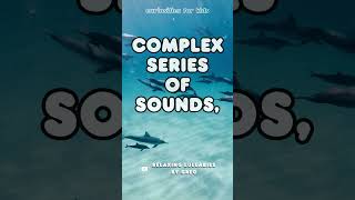 Dolphins communicate using complex series of sounds, and their language is one of the...? #shorts
