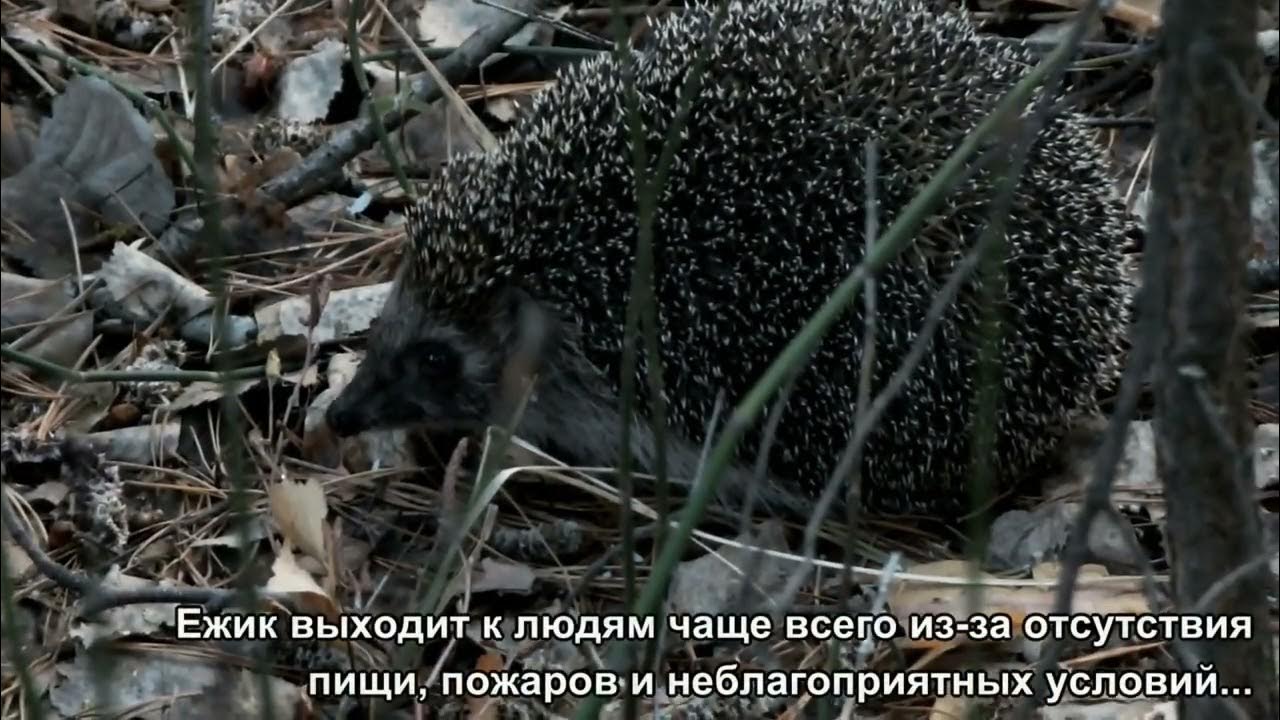 Обыкновенный еж впр. Обыкновенный ёж. консервированный еж обыкновенный. относительность приспособлений ежа обыкновенного. ёж обыкновенный относительность приспособлений.