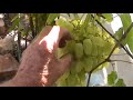 Сорт винограда "Славута" - сезон 2019 # Grape sort "Slavuta"