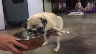 Sweet Bella Our Wonder Pug