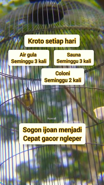 Tips cara menggacorkan sogon bahan ijoan trotol #sogon #kicaumania #sogonmjl #fyp