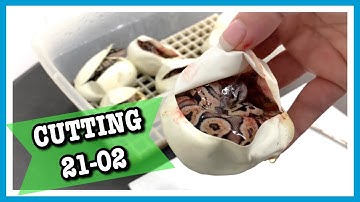 BALL PYTHON EGG CUTTING 21-02 | Pastel GHI X Vanilla | Reptile Eggs | Ball Python Breeding