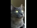 Cute Nebelung cat talking to birds の動画、YouTube動画。