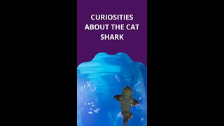 Curiosities About The Cat Shark Resimi
