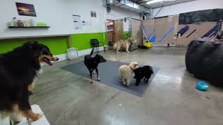 Dogs at Play: Puppies at play at the ddc by Unleashed DDC MT 29 views 3 months ago 15 seconds