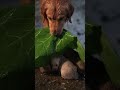 Mother Dog’s Love in the Storm 🐶🌧️ | 4K Cinematic#MotherLove #EmotionalStory #4K#shorts