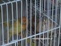 Breeding canaries ... step by step