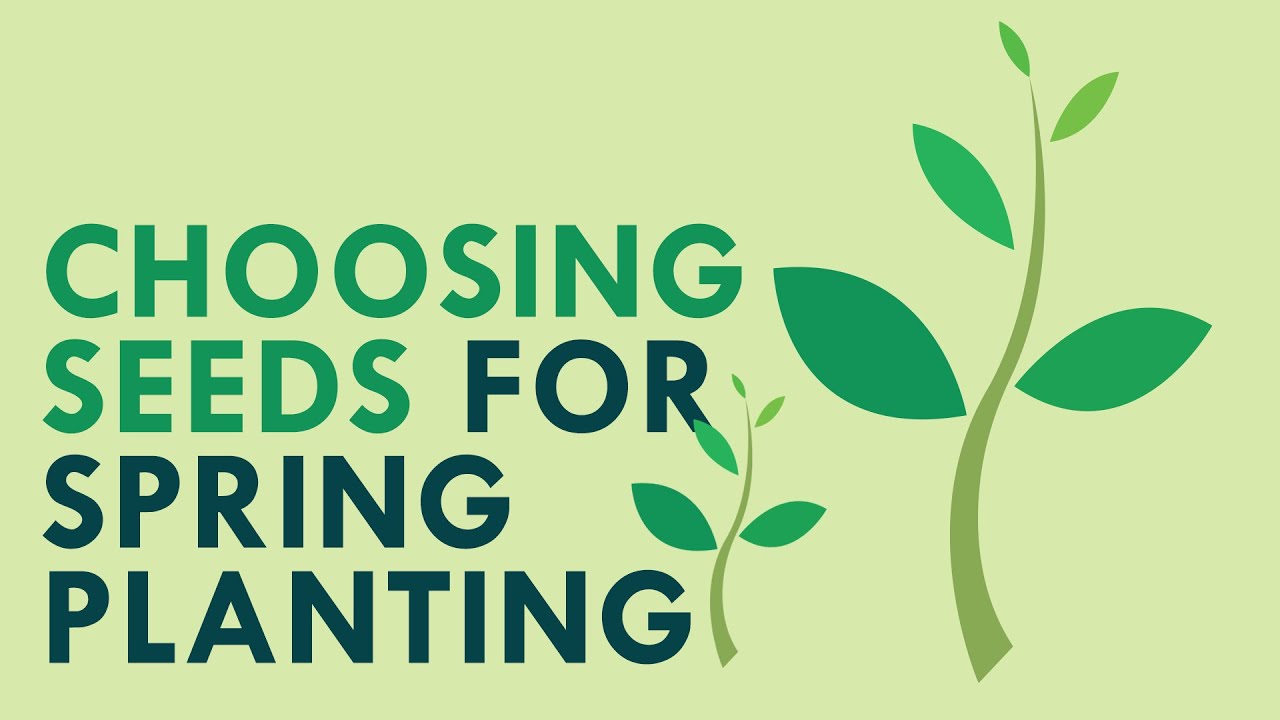 Choosing Seeds for Spring Planting YouTube