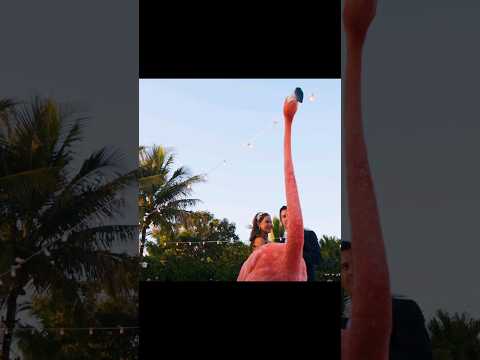 Flamingo joins in