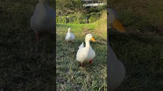 Optimism Your Feed Playlist - My Pride & Ducks