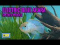 Electric blue acara species profile