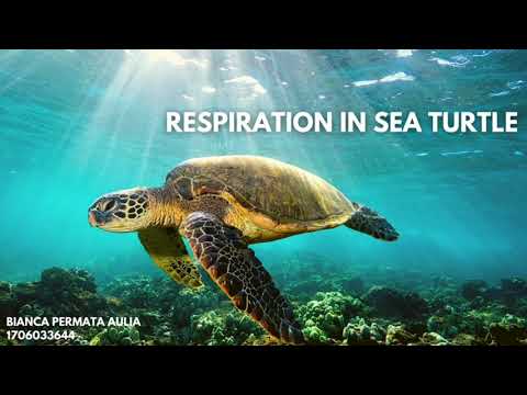 Fisiologi Biota Laut: Respiration in Sea Turtle