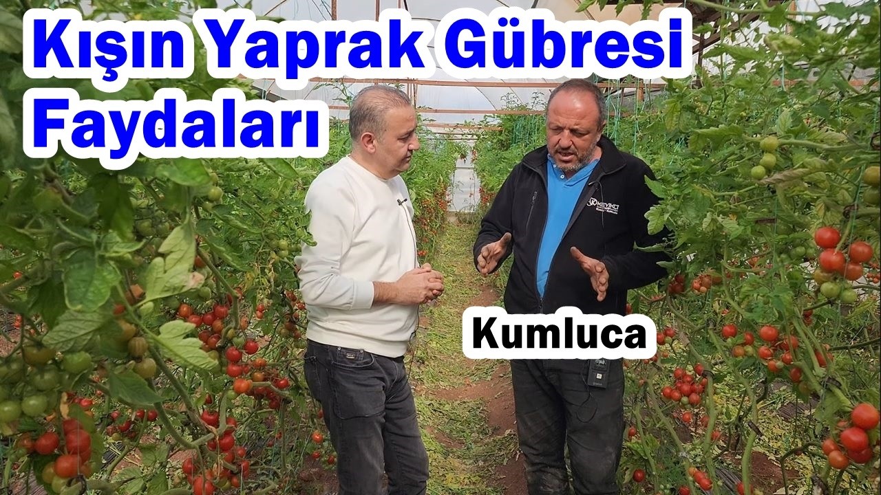 Kışın Soğuk ve Kapalı Havalarda Serada Yaprak Gübresi Faydaları