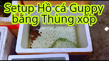 Setup Hồ Cá Guppy Bằng Thùng Xốp Cực Kì Đơn Giản Và Hiệu Quả | Ngọc Kỳ Guppy
