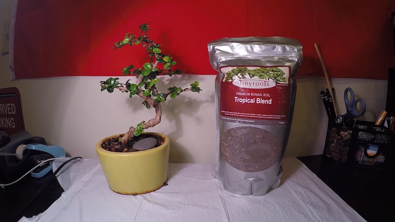 How To Repot A Fukien Tea Bonsai at David Cousins blog