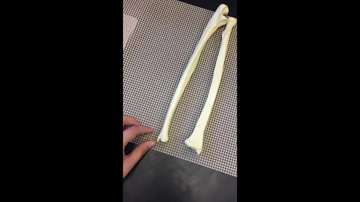 Pectoral Girdle & Upper Limb Bones by Jacqueline E...