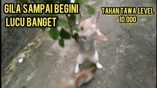 Kucing Mabuk Akar Anting-Anting Lucu Banget Sampai Ngeflay..!