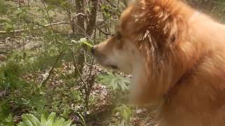 Grazing Icelandic Sheepdogs by MackHillFarm 344 views 7 years ago 1 minute, 7 seconds