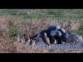 Make way for an owlet 😆 6/15/26 (explore.org and ORI BUOW cam)
