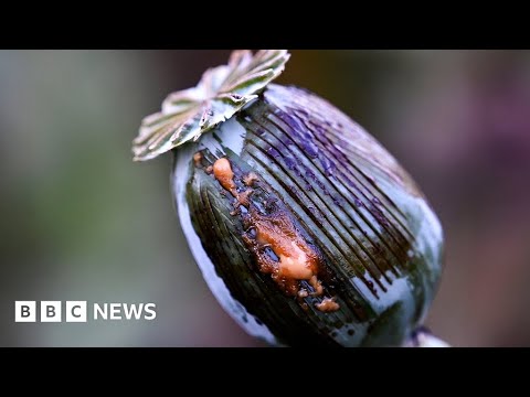 Opium production in Myanmar surges to nine-year high – BBC News