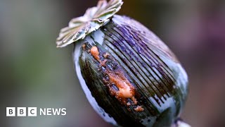 Opium production in Myanmar surges to nine-year high - BBC News