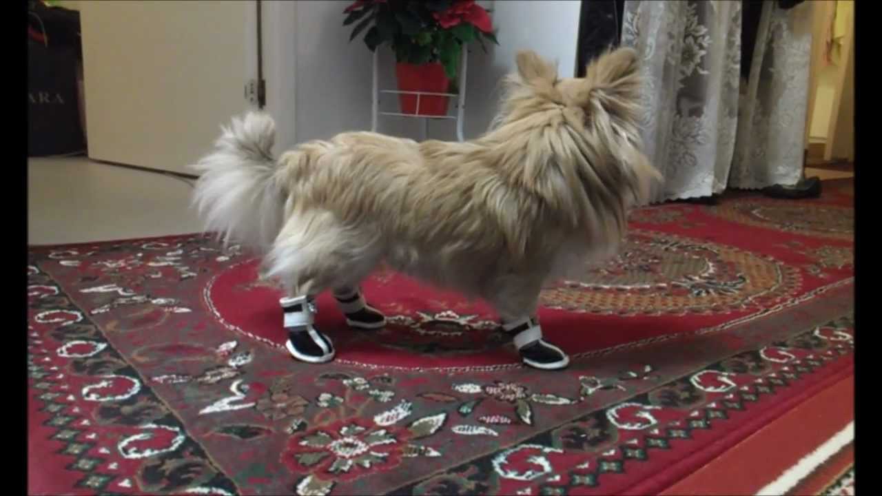 Funny chihuahua trying to walk with new shoes! YouTube Funny chihuahua trying to walk with new shoes! YouTube