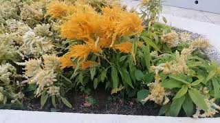 Flowers Garden Shatin moresubtosub jhoremtv143 goodvibeschannel ofwhongkong