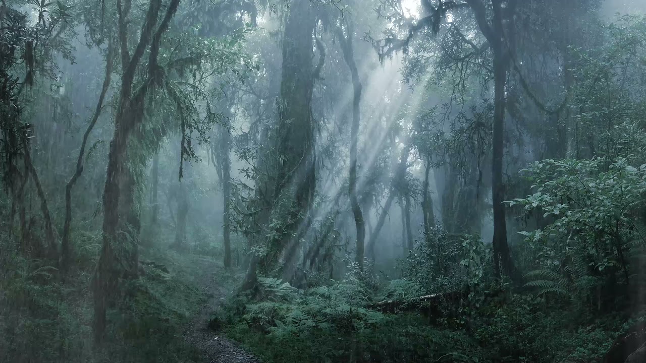 [環境音/ASMR]雨の降る音、生活音、森の音3時間/自然音#雨音 #環境音 #雨ASMR