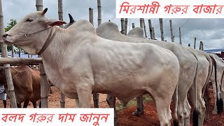 কুমিল্লা মিরশান্নী গরুর বাজার থেকে বলদ গরুর দাম জানুন |  আজকের গরুর বাজার ২০২৫ |