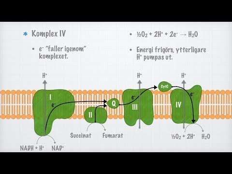 Video: Var sker elektrontransportkedjan i cellandning?