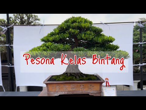 Kelas Bintang di Pameran Bonsai Nasional Bantul 2023