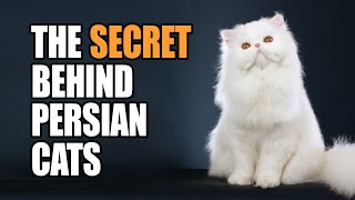 11 Reasons Why Persian Cats Make the Best Pets