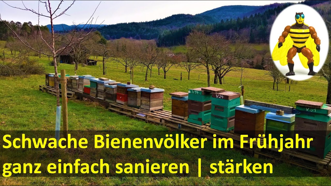 Schwaches Bienenvolk erweitern