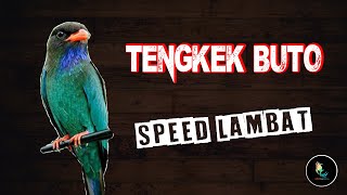 Masteran Tengkek Buto Gacor Speed Lambat