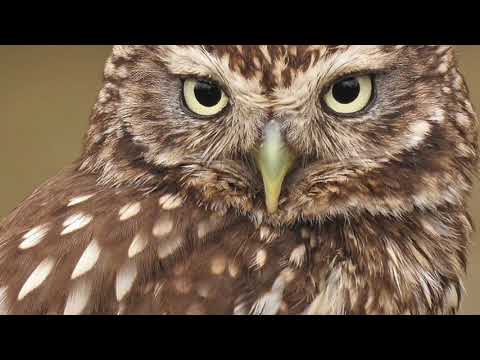 Video: Natura Fațetată