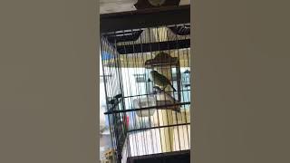 Dakun bali (dakbal) ful lagu variasi panjang panjang #dakunpacitan #dakbal  #pleci #pcmi