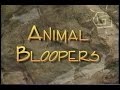 Animal Bloopers with Jack Hanna (1994) (VHS)