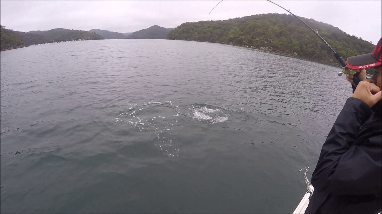 Slow Jigging for Tailor with the HR Slow Jigging Rod