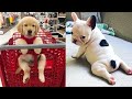 Funny dogs and cats #15 | 😂😂😂 TRY NOT TO LAUGH or GRIN