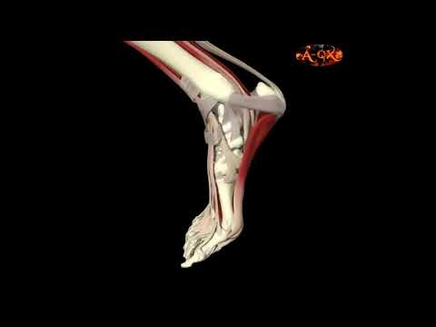 3D Анатомия мышц человека   стопа  3D Anatomy muscles human   foot