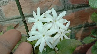 How to grow and care juhi flower plant in summer