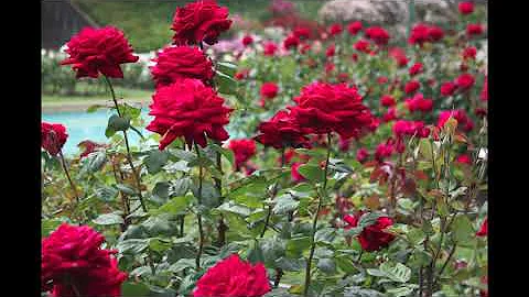 Where The Roses Never Fade - Linda Marie Sutton