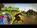 TENTANDO DOMAR O CAVALO XUCRO NO MOREALE