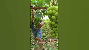 grapes fruit pruning #grapenation #grapecare #grape #grapecity #grapemaintenance #grapemaintenance