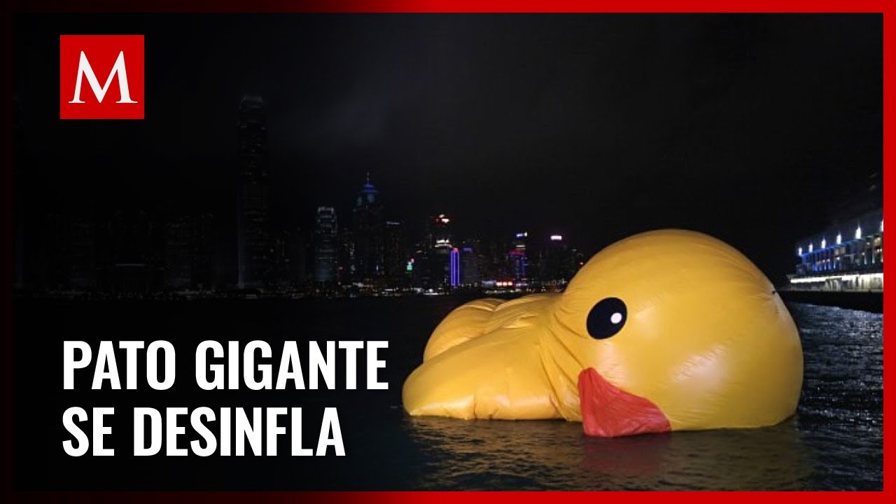 Por qué estos patos de goma gigantes regresan a Hong Kong luego de una  década? - CNN Video