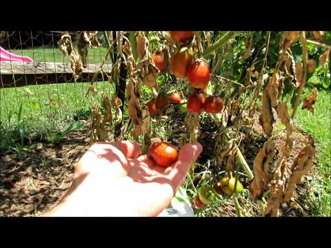 Video: Kas ir gredzenpunkts: informācija un simptomi par tomātu gredzenplankumainību augos