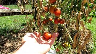 Identifying and Treating Tomato Diseases: Blossom End Rot (BER), Early Blight, Leaf Spot
