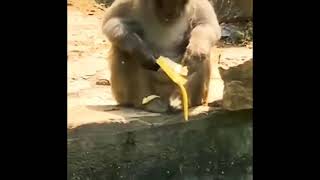 Monkey drops banana in the pool. Resimi