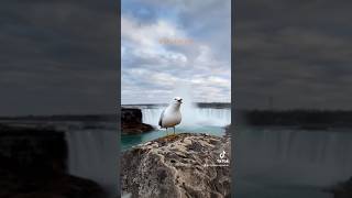 Dancing and singing bird in Niagara Falls.